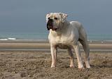 BOULEDOGUE AMERICAIN 119